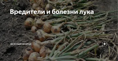 Болезни лука и чеснока: профилактика и лечение заболеваний