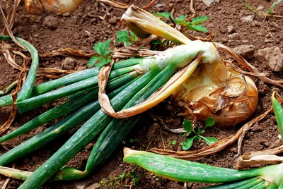 Защита лука от вредителей и болезней – Fazenda