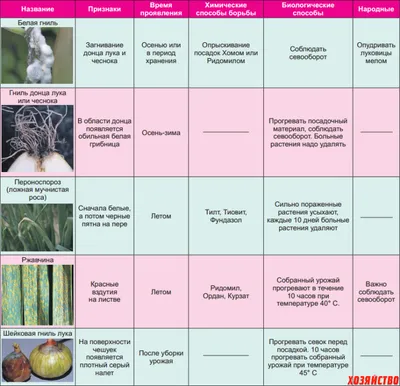 Репчатый лук: польза и вред для здоровья человека. Спорт-Экспресс