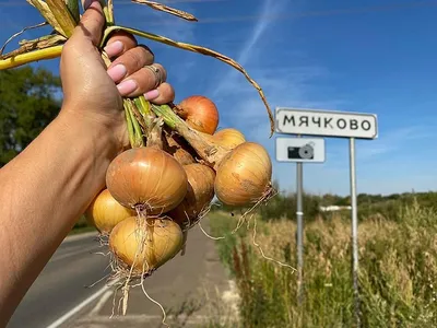 ВЫРАЩИВАНИЕ ОЗИМОГО ЛУКА ᐉ современные технологии и секреты успешного  урожая | NEW-SEEDS.COM.UA