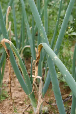 Процесс выращивания озимого лука от А до Я | Блог zeldom.kz