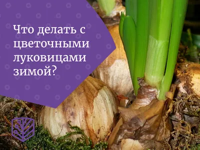 Почему желтеет лук на грядке и что нужно делать | На грядке (Огород.ru)