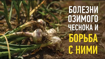Диетолог объяснила, от каких болезней спасают лук и чеснок – Москва 24,  02.02.2022