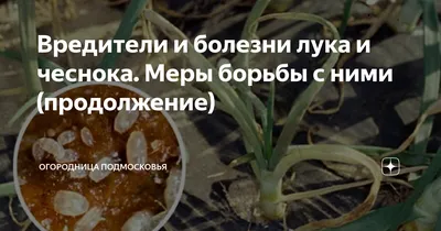 Диетолог назвал безопасную суточную дозу чеснока и лука: Питание и сон:  Забота о себе: Lenta.ru