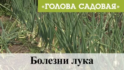 Выращивание лука и чеснока по Лунному календарю в 2023 году | На грядке  (Огород.ru)