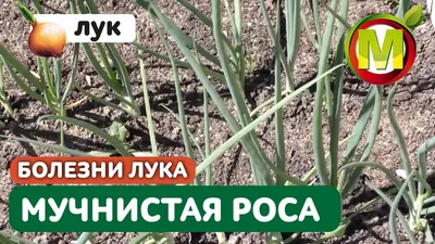 Фузариозная гниль донца лука | Болезни растений | «Сингента» в России