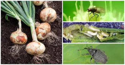 Лук репчатый (лат. Állium cépa) – тема научной статьи по наукам о здоровье  читайте бесплатно текст научно-исследовательской работы в электронной  библиотеке КиберЛенинка