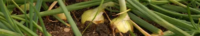 ГлавАгроном - Опасные грибные болезни лука: как предупредить и защитить  культуру в поле