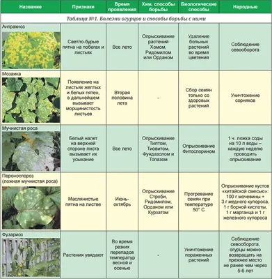 Рассада / цветы:, болезни огурцов | Дизайн овощного огорода, Огород, Сад