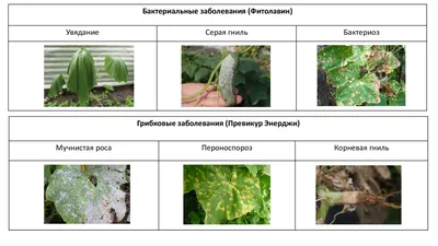 болезни огурцов - Зеленый мир Магазин для садоводов Тула