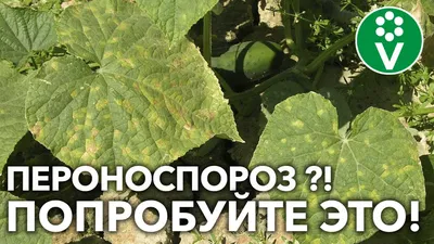 Почему у огурцов желтеют и сохнут листья и что с этим делать | На грядке  (Огород.ru)