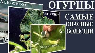 Чем заболели огурцы.Как определить болезнь на огурцах - YouTube