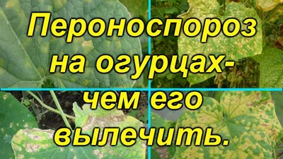 Ложная мучнистая роса (пероноспороз)- вылечите свои растения от этой болезни..  - YouTube