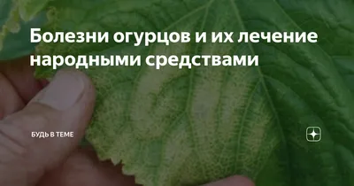 Болезни огурцов и их лечение народными средствами | Будь в теме | Дзен