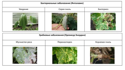 🥒 Шпаргалка. Болезни огурцов, профилактика, способы лечения / 24-OK.RU -  Клуб уСПешных приобретений
