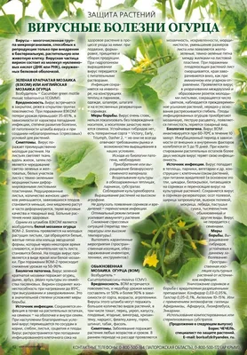 Вирусные болезни огурца | Огород, Растения, Огородничество