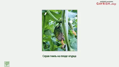 Основные болезни огурцов и меры борьбы с ними | Гавриш Шоп