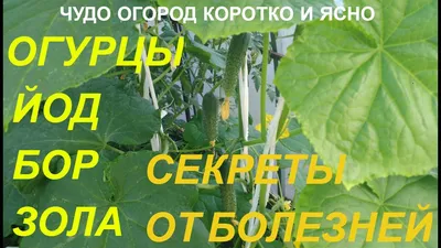 МУЧНИСТАЯ РОСА НА ОГУРЦАХ!!! ЕЁ БОЛЬШЕ НЕ БУДЕТ!!! - YouTube