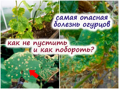 Как избавиться от пероноспороза на огурцах – результативные способы борьбы  и профилактики