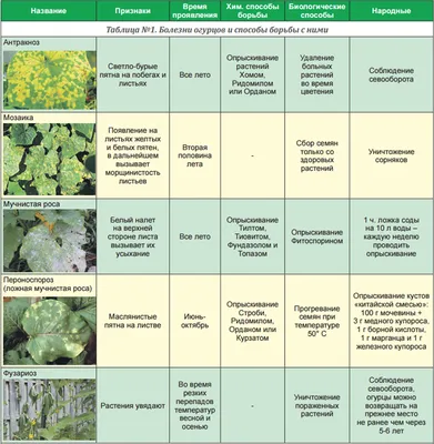 Рассада / цветы:, болезни огурцов | Дизайн овощного огорода, Огород, Сад