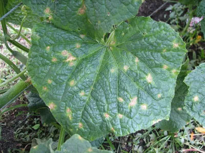 Мишеневидная пятнистость листьев огурца — Центр по борьбе с  трудноискоренимыми болезнями растений