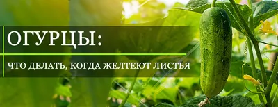 13 наиболее распространенных болезней огурцов: признаки, риски и советы,  как с ними бороться | AgroMarket интернет магазин семян