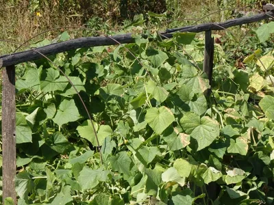 Основные болезни огурцов: фото, описания, способы лечения — Fertilizer Daily