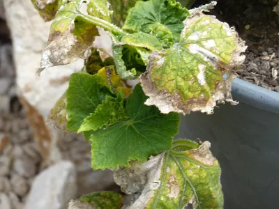 Syngenta - Семена овощных культур - Болезни огурцов закрытого грунта  Условия выращивания огурцов в закрытом грунте близки к оптимальным, поэтому  потенциал урожайности и его качество намного выше, чем при выращивании без  укрытий.