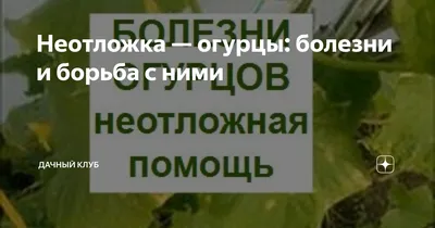 Неотложка — огурцы: болезни и борьба с ними | Дачный клуб | Дзен