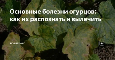 Основные болезни огурцов: как их распознать и вылечить | Новый очаг | Дзен