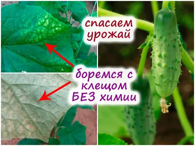 Вредители огурцов в теплице: описание, фото, способы борьбы с ними