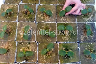 Выращивание огурцов в комнатных условиях, огород на подоконнике