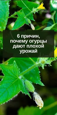 6 причин, почему огурцы дают плохой урожай в 2024 г | Органическое  садоводство, Садовые деревья, Овощной огород