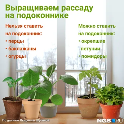 Огурцы на подоконнике - сорта, посадка, выращивание и уход