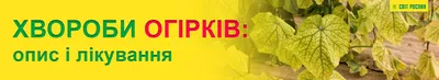 Болезни картофеля: причины и признаки появления, способы избавления