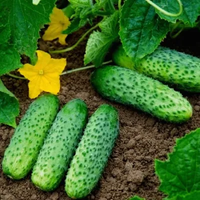 Пероноспороз (ложная мучнистая роса) огурца | Bayer Crop Science Беларусь