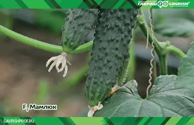 Болезни огурцов и рассады в теплице и открытом грунте: описания с фото и  лечение