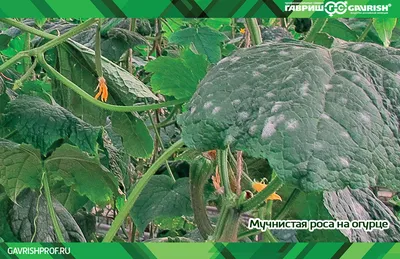 Какие есть болезни и вредители огурцов, как с ними бороться - Бабушкина дача