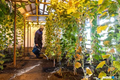 Сорта и гибриды огурца для теплицы и для открытого грунта - Agro Portal