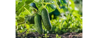 Огурцы в открытом грунте: как правильно посадить