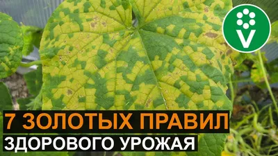 СТРАШНАЯ БОЛЕЗНЬ ОГУРЦОВ: пероноспороз