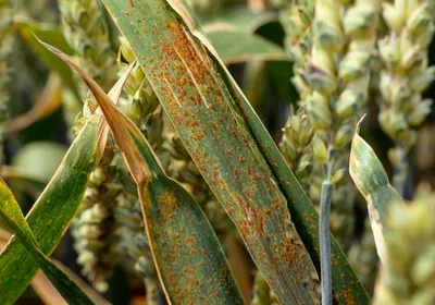Насколько вредоносна белостебельная болезнь озимой пшеницы • APK-news.ru