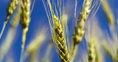 Как правильно оценить скорость развития листостебельных инфекций зерновых  культур? | «Сингента» в России