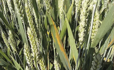 Основные болезни озимой пшеницы середины вегетации и эффективные подходы к  их контролю | Российский аграрный портал