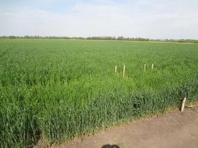 Существует риск потери урожая озимой пшеницы в Адыгее от желтой и бурой  ржавчины на отдельных полях - СА онлайн - Советская Адыгея
