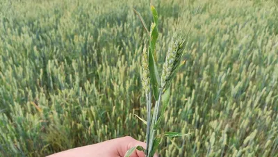 Критические фазы развития озимой пшеницы: кратко о самом важном |  ГлавАгроном | Дзен