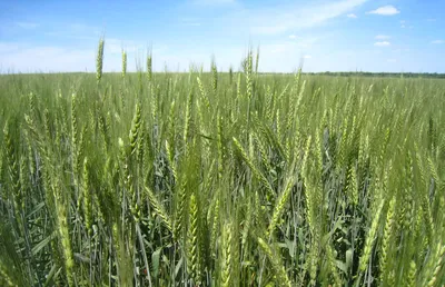 Болезни озимой пшеницы (часть 2)