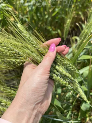 Новость: Эпифитотия септориоза – не приговор для озимой пшеницы | Щелково  Агрохим