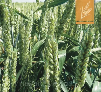 Система защиты зерновых культур от сорняков | Bayer Crop Science Беларусь