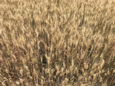 Как проявляется ризоктониозная корневая гниль на озимой пшенице •  APK-news.ru